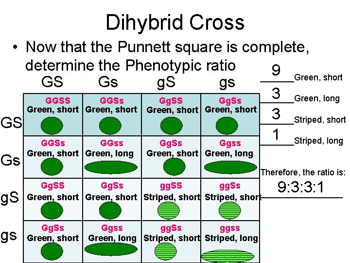 Dihybrid Cross • Now that the Punnett square is complete, determine the Phenotypic ratio
