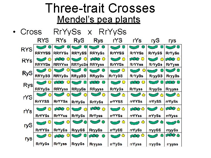 Three-trait Crosses Mendel’s pea plants • Cross Rr. Yy. Ss x Rr. Yy. Ss