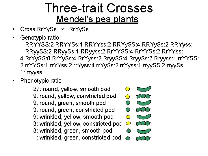 Three-trait Crosses Mendel’s pea plants • Cross Rr. Yy. Ss x Rr. Yy. Ss