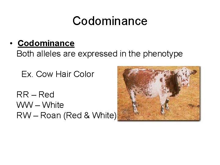 Codominance • Codominance Both alleles are expressed in the phenotype Ex. Cow Hair Color