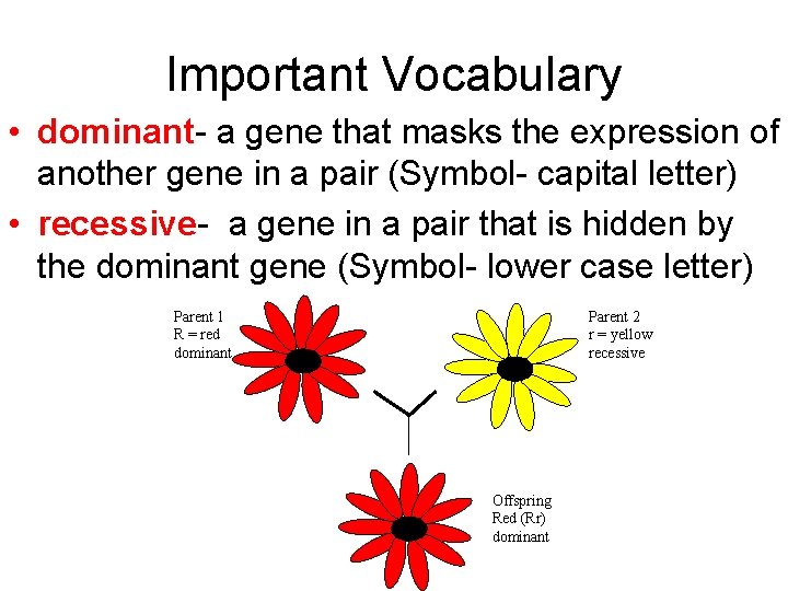 Important Vocabulary • dominant- a gene that masks the expression of another gene in