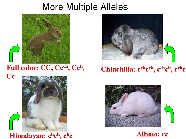 More Multiple Alleles Full color: CC, Ccch, Cc Himalayan: chch, chc Chinchilla: cchcch, cchc