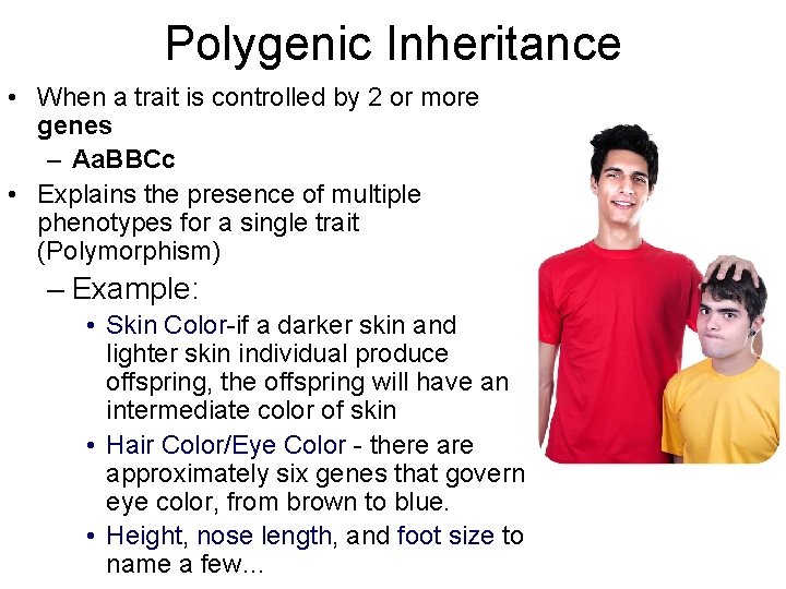 Polygenic Inheritance • When a trait is controlled by 2 or more genes –