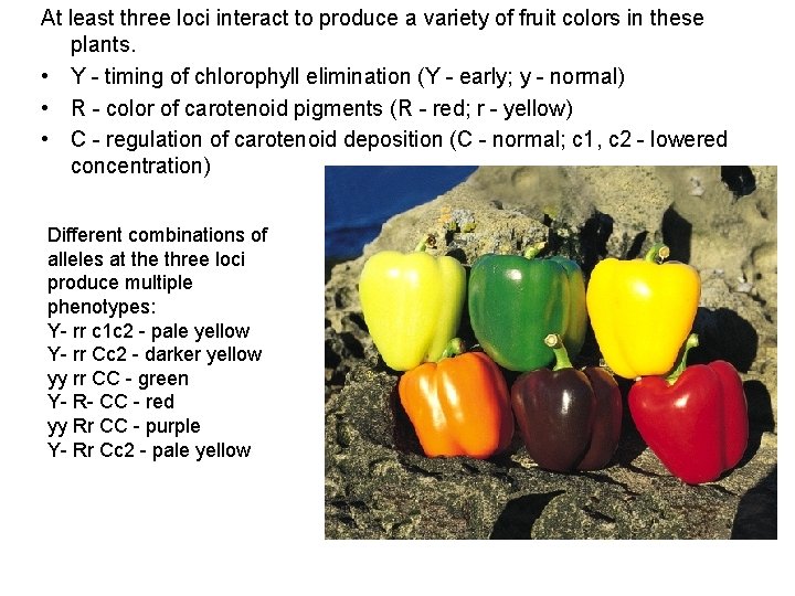 At least three loci interact to produce a variety of fruit colors in these