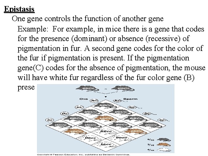 Epistasis One gene controls the function of another gene Example: For example, in mice