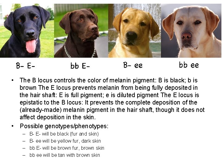  • The B locus controls the color of melanin pigment: B is black;