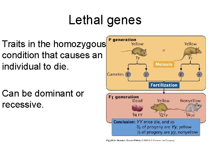 Lethal genes Traits in the homozygous condition that causes an individual to die. Can