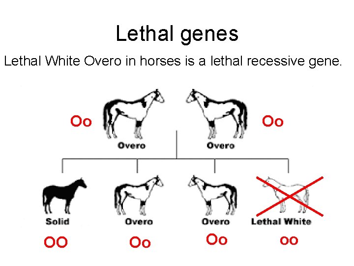 Lethal genes Lethal White Overo in horses is a lethal recessive gene. Oo OO