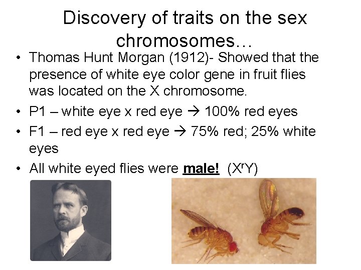 Discovery of traits on the sex chromosomes… • Thomas Hunt Morgan (1912)- Showed that