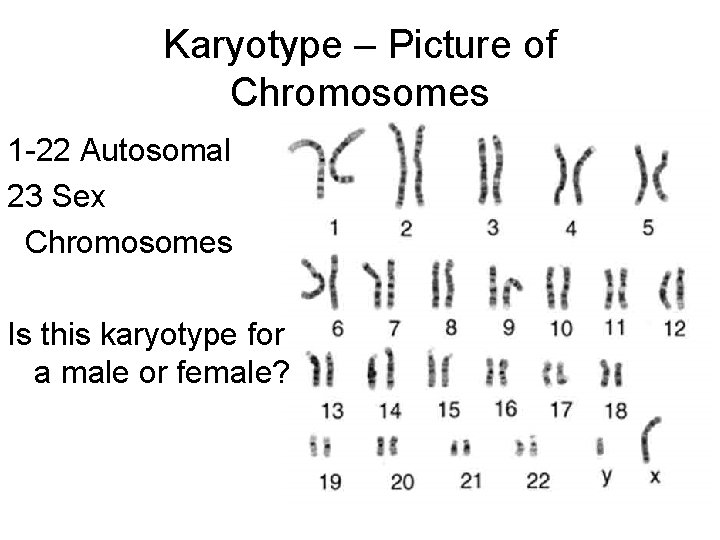 Karyotype – Picture of Chromosomes 1 -22 Autosomal 23 Sex Chromosomes Is this karyotype