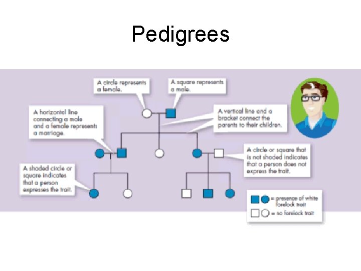 Pedigrees 