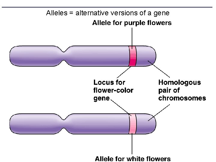 Alleles = alternative versions of a gene 