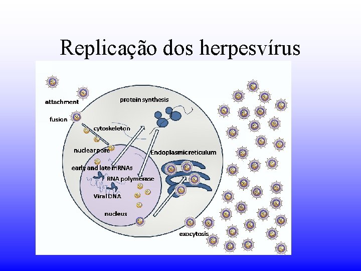 Replicação dos herpesvírus 