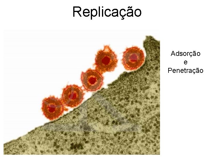 Replicação Adsorção e Penetração 