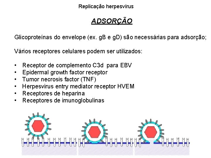 Replicação herpesvírus ADSORÇÃO Glicoproteínas do envelope (ex. g. B e g. D) são necessárias