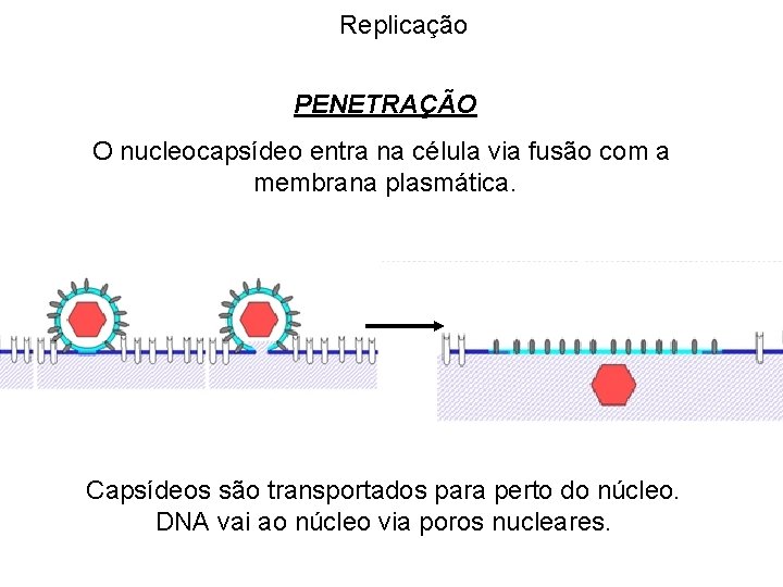 Replicação PENETRAÇÃO O nucleocapsídeo entra na célula via fusão com a membrana plasmática. Capsídeos