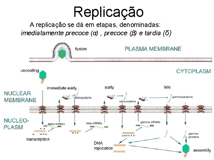 Replicação A replicação se dá em etapas, denominadas: imediatamente precoce (α) , precoce (β)