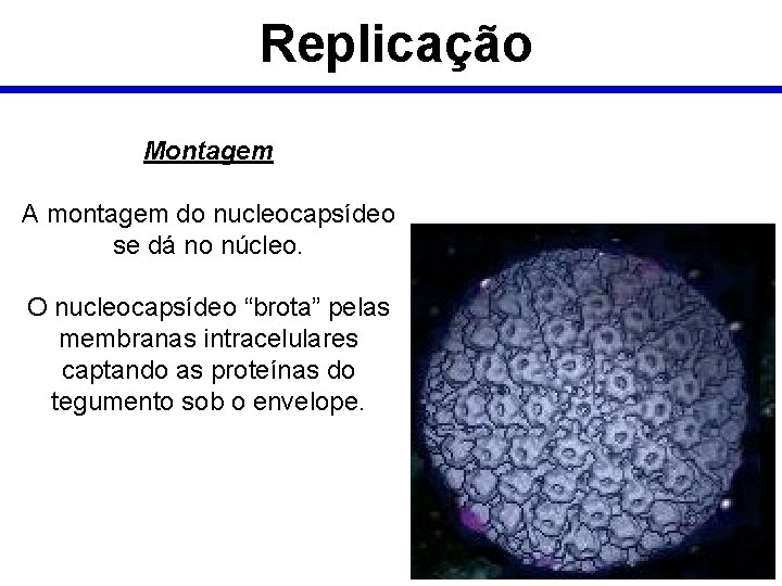 Replicação Montagem A montagem do nucleocapsídeo se dá no núcleo. O nucleocapsídeo “brota” pelas