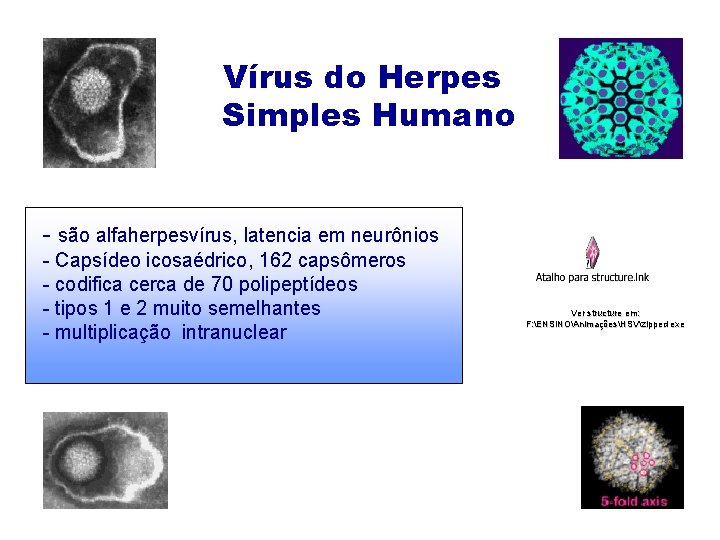 Vírus do Herpes Simples Humano - são alfaherpesvírus, latencia em neurônios - Capsídeo icosaédrico,