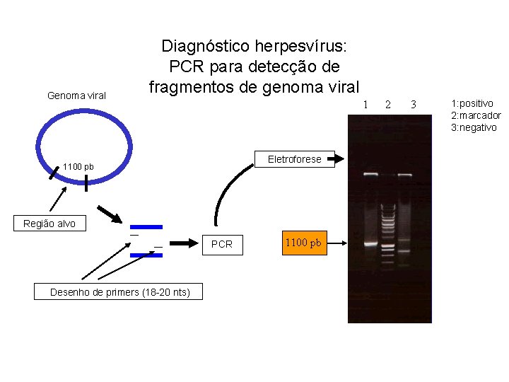 Genoma viral Diagnóstico herpesvírus: PCR para detecção de fragmentos de genoma viral 1 Eletroforese