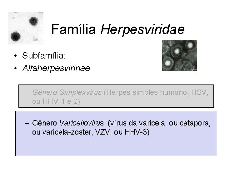 Família Herpesviridae • Subfamília: • Alfaherpesvirinae – Gênero Simplexvirus (Herpes simples humano, HSV, ou