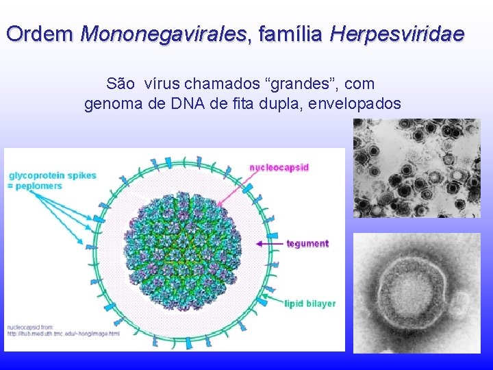 Ordem Mononegavirales, família Herpesviridae São vírus chamados “grandes”, com genoma de DNA de fita