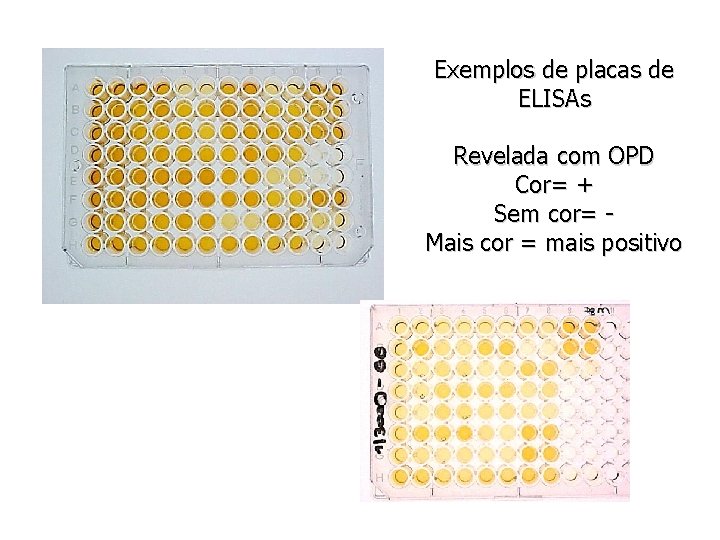 Exemplos de placas de ELISAs Revelada com OPD Cor= + Sem cor= Mais cor