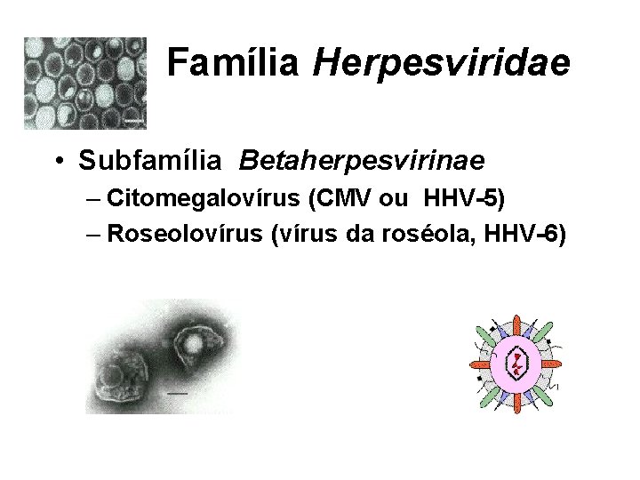 Família Herpesviridae • Subfamília Betaherpesvirinae – Citomegalovírus (CMV ou HHV-5) – Roseolovírus (vírus da