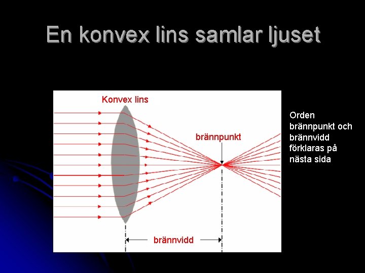 En konvex lins samlar ljuset Konvex lins brännpunkt brännvidd Orden brännpunkt och brännvidd förklaras