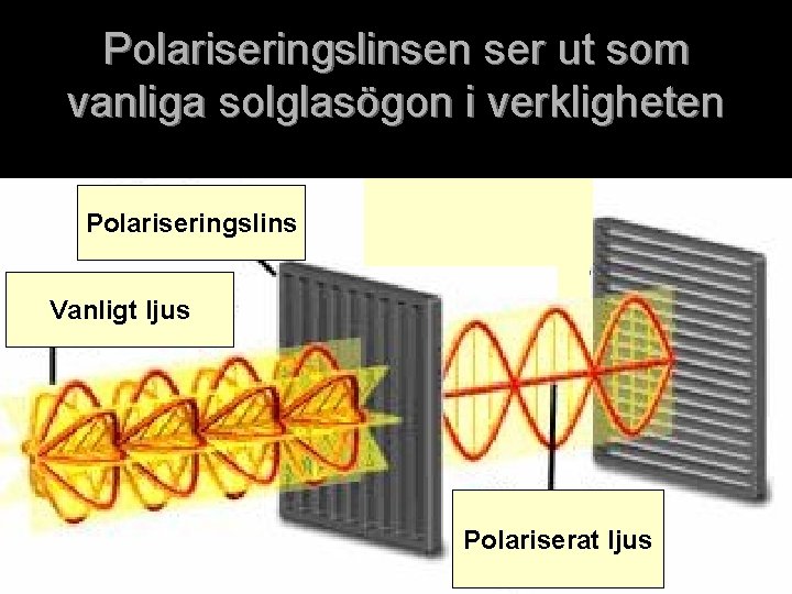 Polariseringslinsen ser ut som vanliga solglasögon i verkligheten Polariseringslins Vanligt ljus Polariserat ljus 