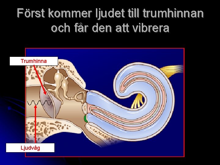 Först kommer ljudet till trumhinnan och får den att vibrera Trumhinna Ljudvåg 