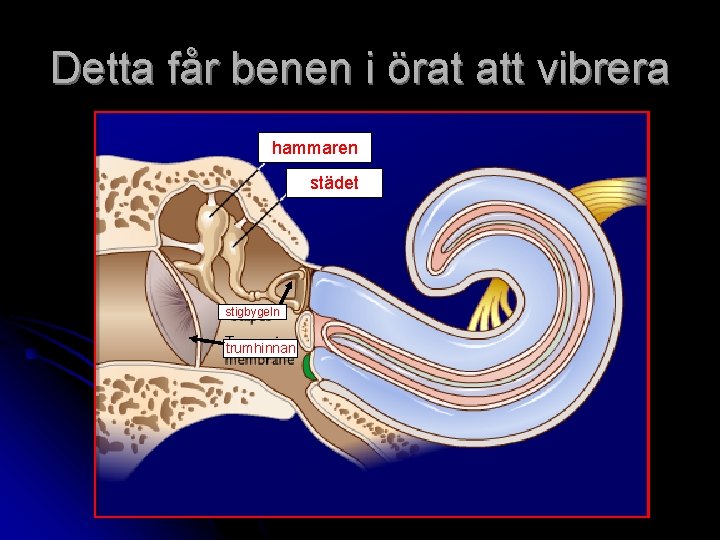 Detta får benen i örat att vibrera hammaren städet stigbygeln trumhinnan 