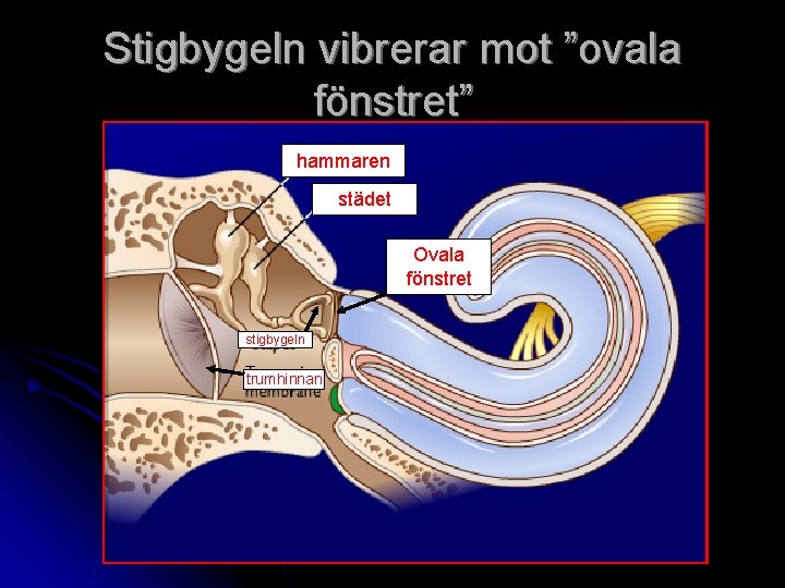 Stigbygeln vibrerar mot ”ovala fönstret” hammaren städet Ovala fönstret stigbygeln trumhinnan 