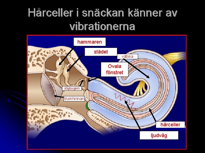 Hårceller i snäckan känner av vibrationerna hammaren städet vätska Ovala fönstret stigbygeln trumhinnan hårceller