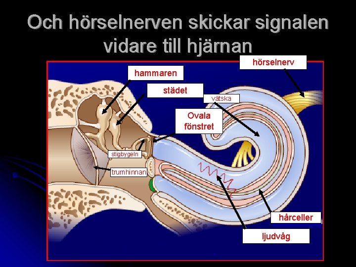 Och hörselnerven skickar signalen vidare till hjärnan hörselnerv hammaren städet vätska Ovala fönstret stigbygeln