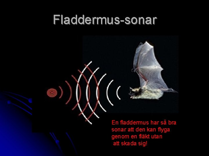 Fladdermus-sonar En fladdermus har så bra sonar att den kan flyga genom en fläkt