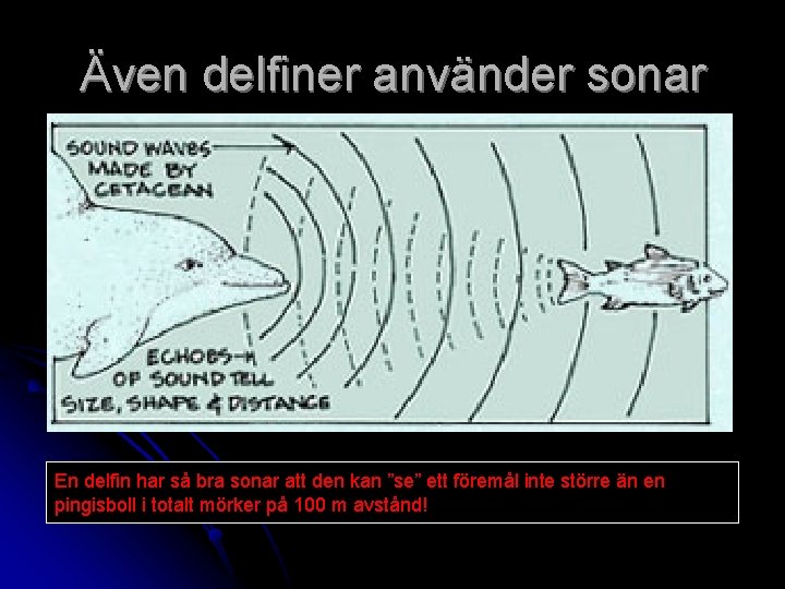 Även delfiner använder sonar En delfin har så bra sonar att den kan ”se”