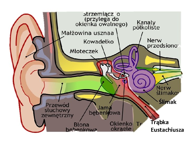 Ślimak Trąbka Eustachiusza 