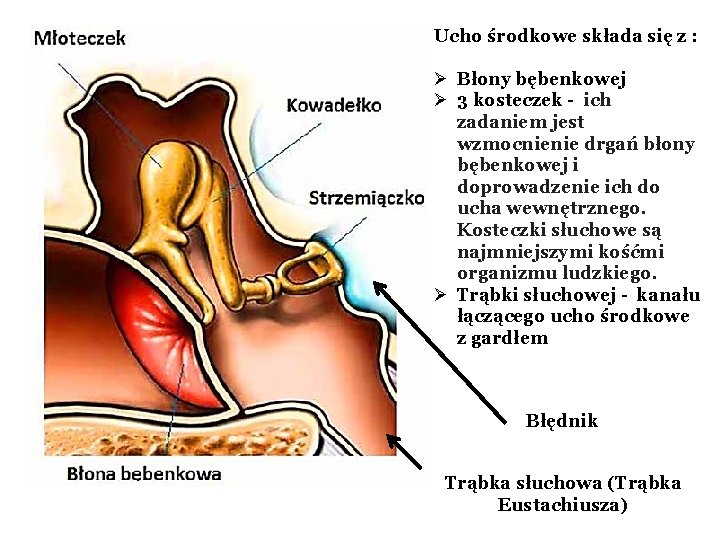 Ucho środkowe składa się z : Ø Błony bębenkowej Ø 3 kosteczek - ich