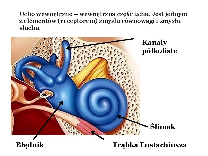 Ucho wewnętrzne – wewnętrzna część ucha. Jest jednym z elementów (receptorem) zmysłu równowagi i