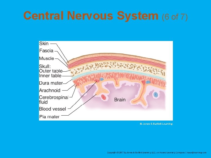 Central Nervous System (6 of 7) © Jones & Bartlett Learning. 