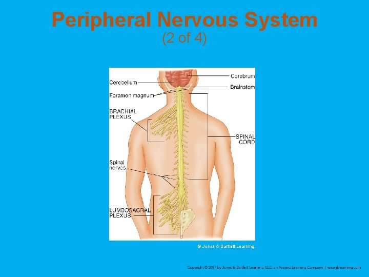 Peripheral Nervous System (2 of 4) © Jones & Bartlett Learning. 