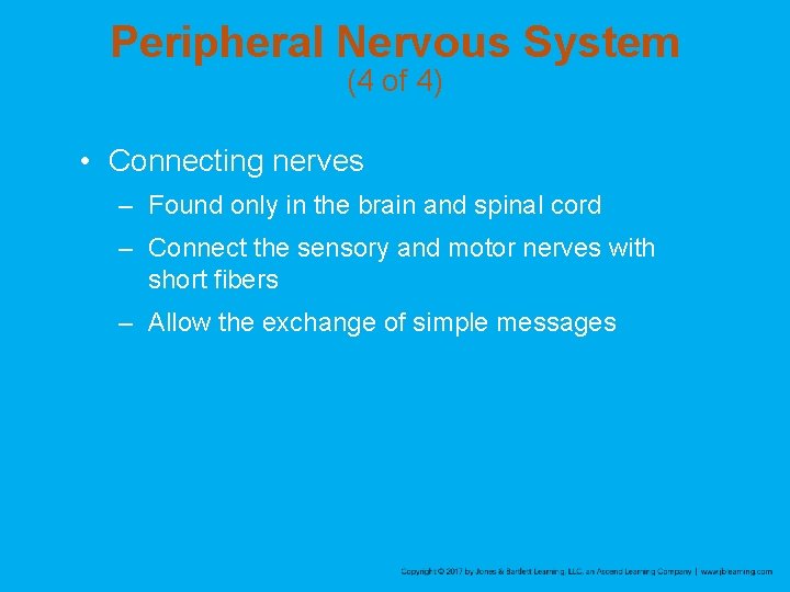 Peripheral Nervous System (4 of 4) • Connecting nerves – Found only in the