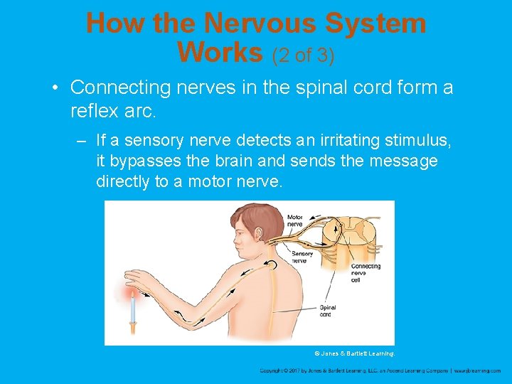How the Nervous System Works (2 of 3) • Connecting nerves in the spinal