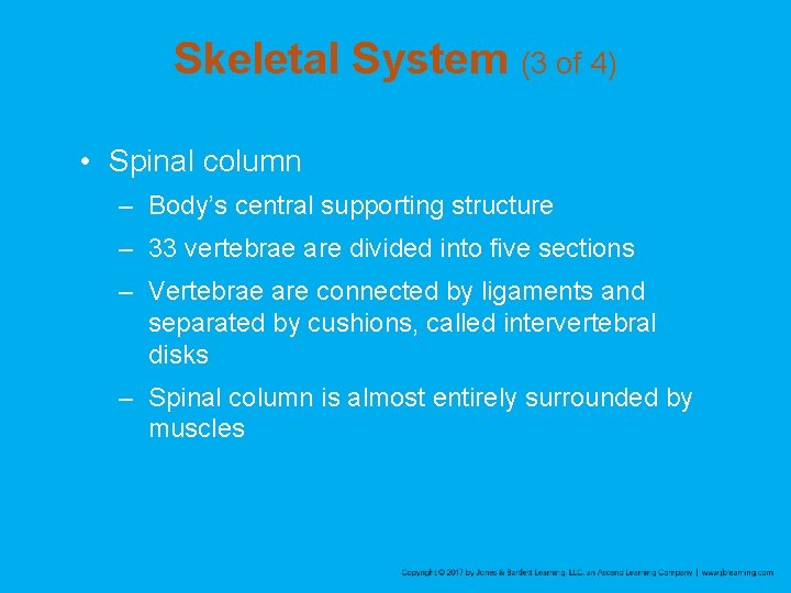 Skeletal System (3 of 4) • Spinal column – Body’s central supporting structure –