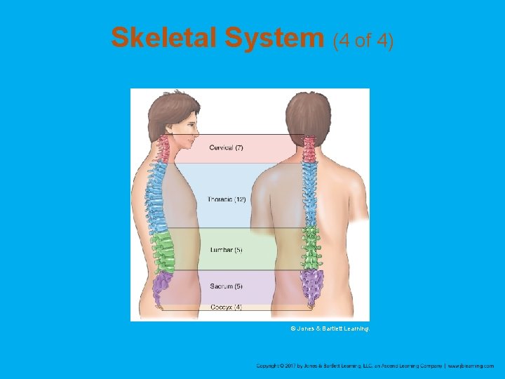 Skeletal System (4 of 4) © Jones & Bartlett Learning. 