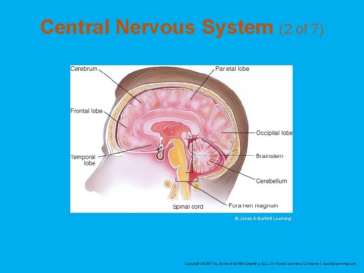 Central Nervous System (2 of 7) © Jones & Bartlett Learning. 
