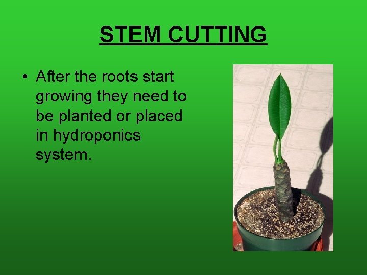 STEM CUTTING • After the roots start growing they need to be planted or