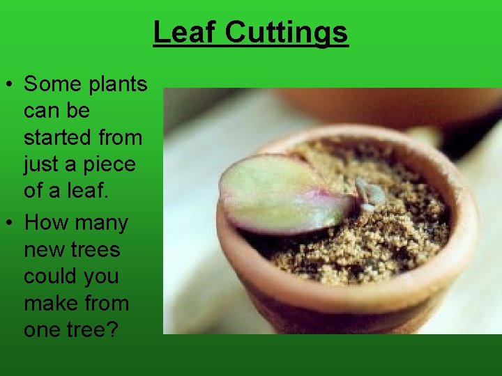 Leaf Cuttings • Some plants can be started from just a piece of a