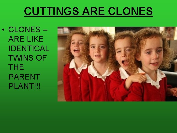 CUTTINGS ARE CLONES • CLONES – ARE LIKE IDENTICAL TWINS OF THE PARENT PLANT!!!